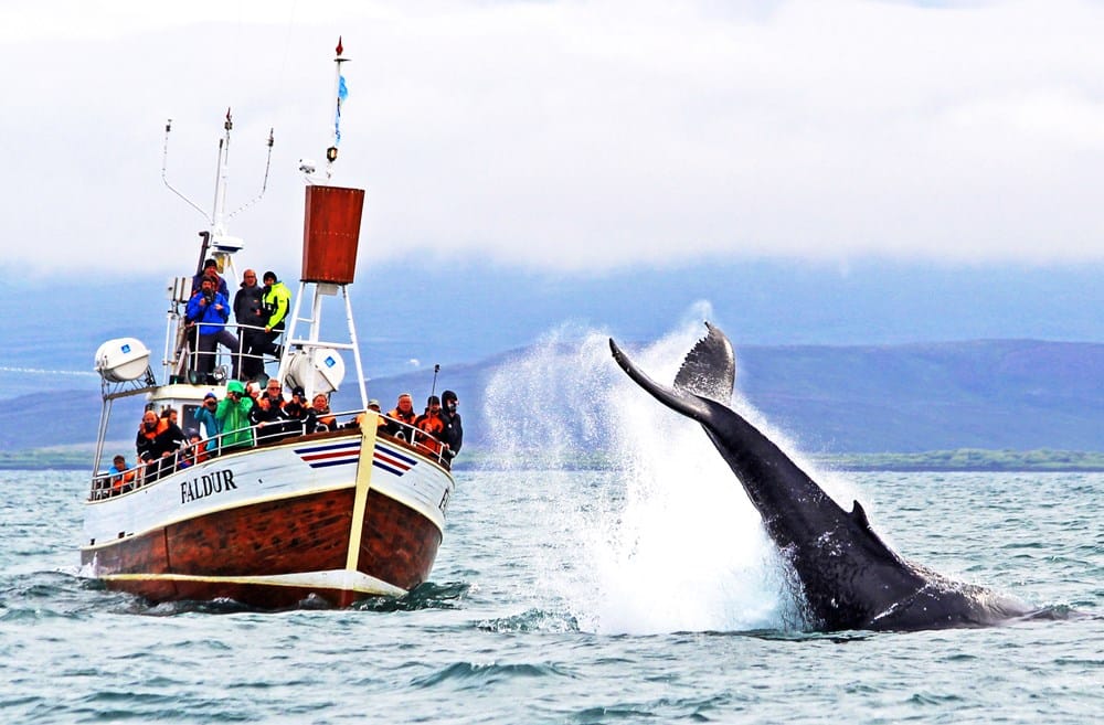 Baleines à Husavik en Islande