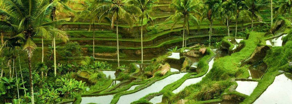 Bali Ubud rizières Bali Ubud rizières