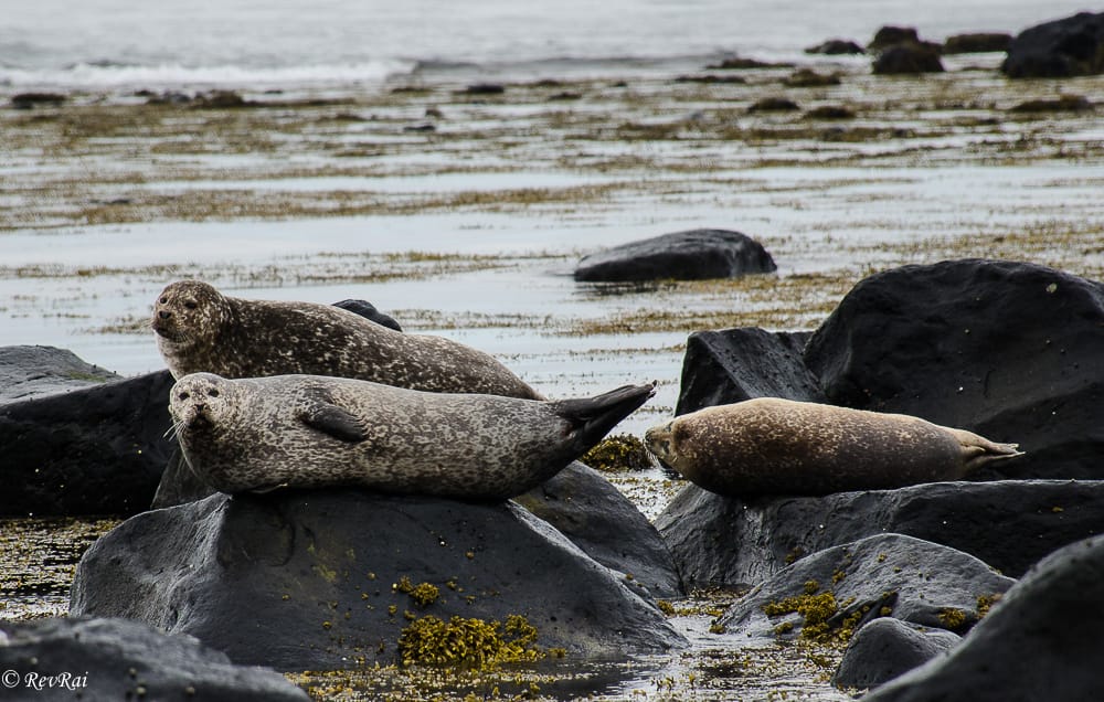 Phoques à Ytri Tunga en Islande