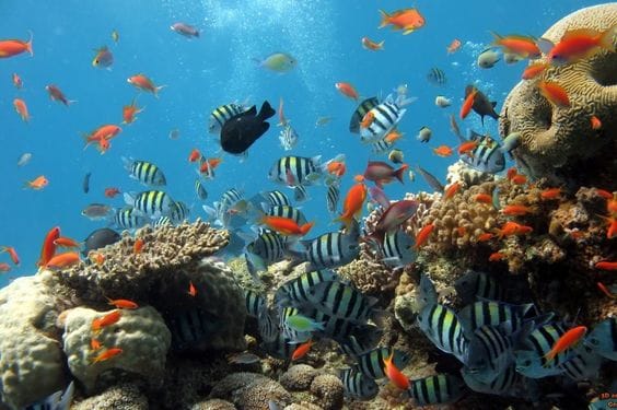 Découvrir Koh Phi Phi, une île paradisiaque 2 Plongée à Koh Phi Phi