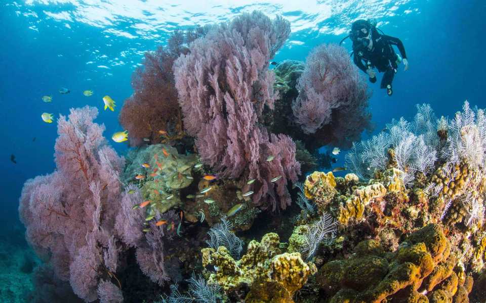 Menjangan Garden bali spot plongée