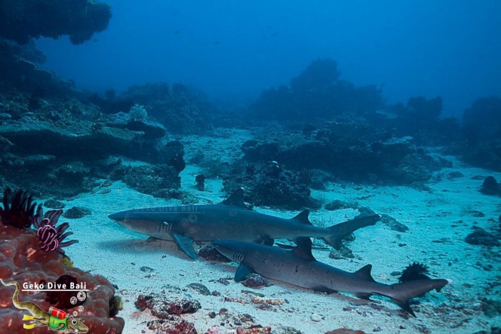 padang bai shark point plongée à bali