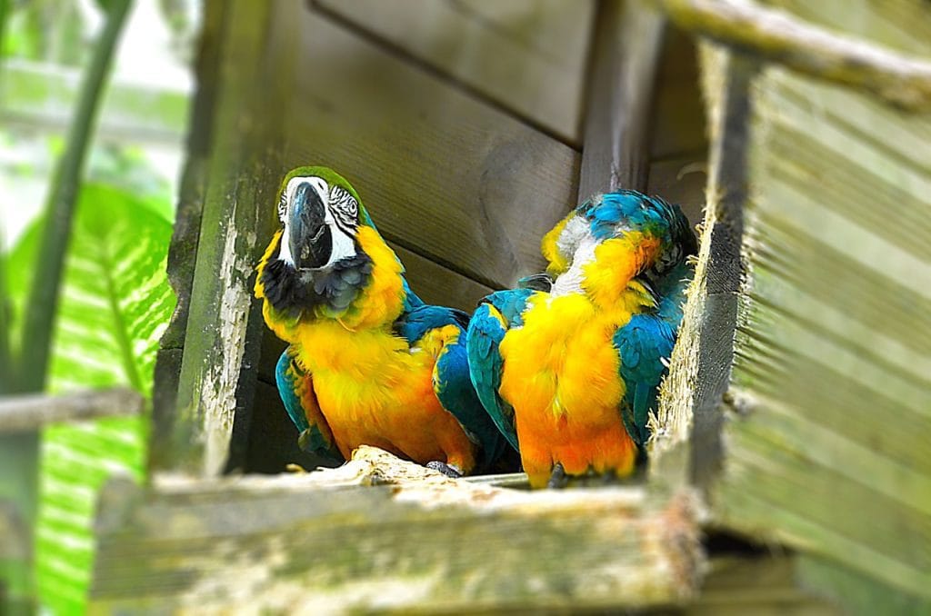 Que faut-il visiter en Guadeloupe ? 2 perroquets du Jardin Botanique de Deshaies