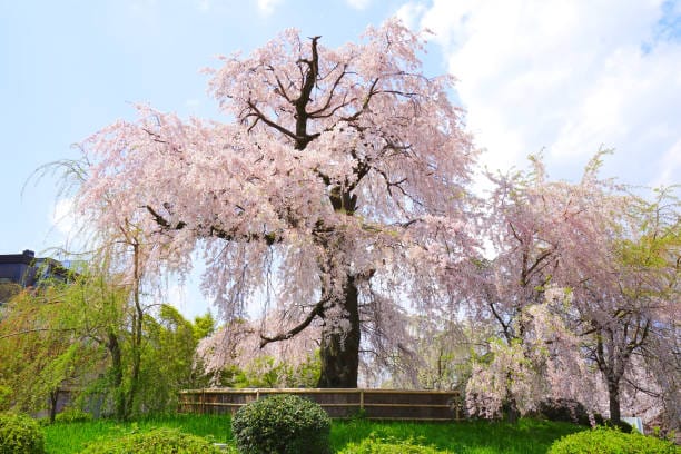 cerisier en fleur parc maruyama kyoto