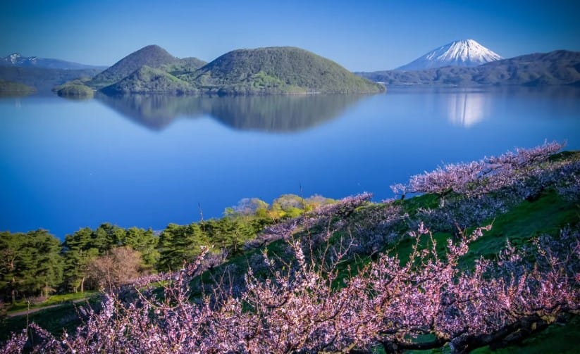 cerisiers en fleur lac toya hokkaido