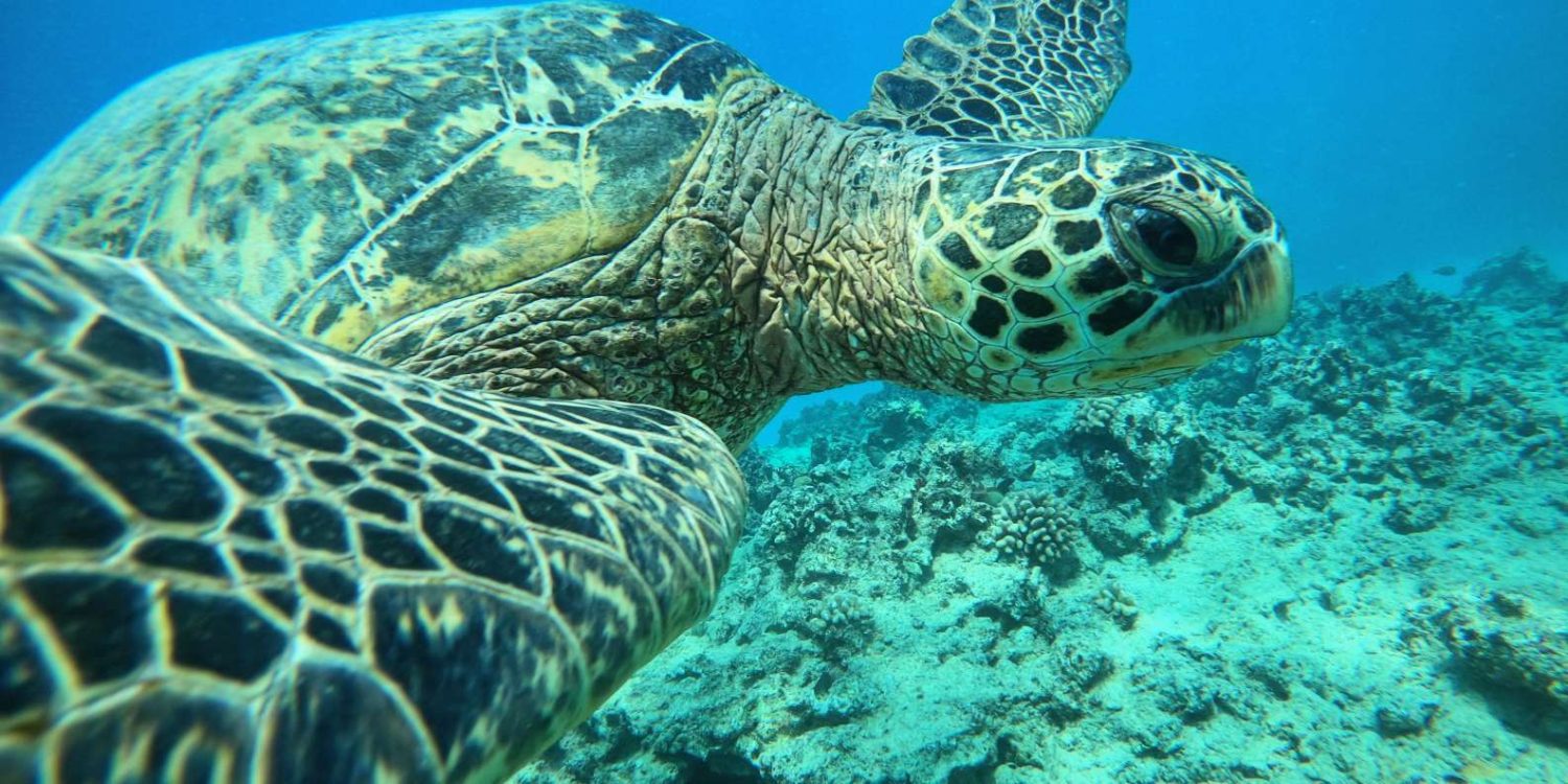 ou voir les tortues a Oahu