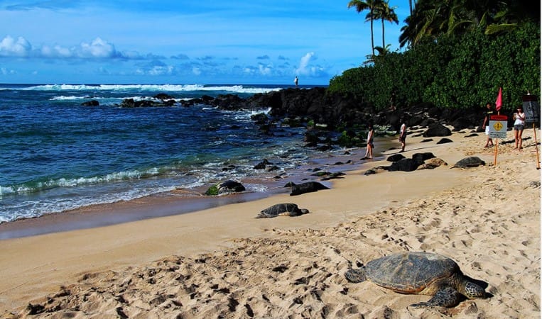 tortues Oahu Turtle Beach