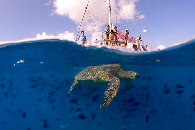 turtle canyon oahu
