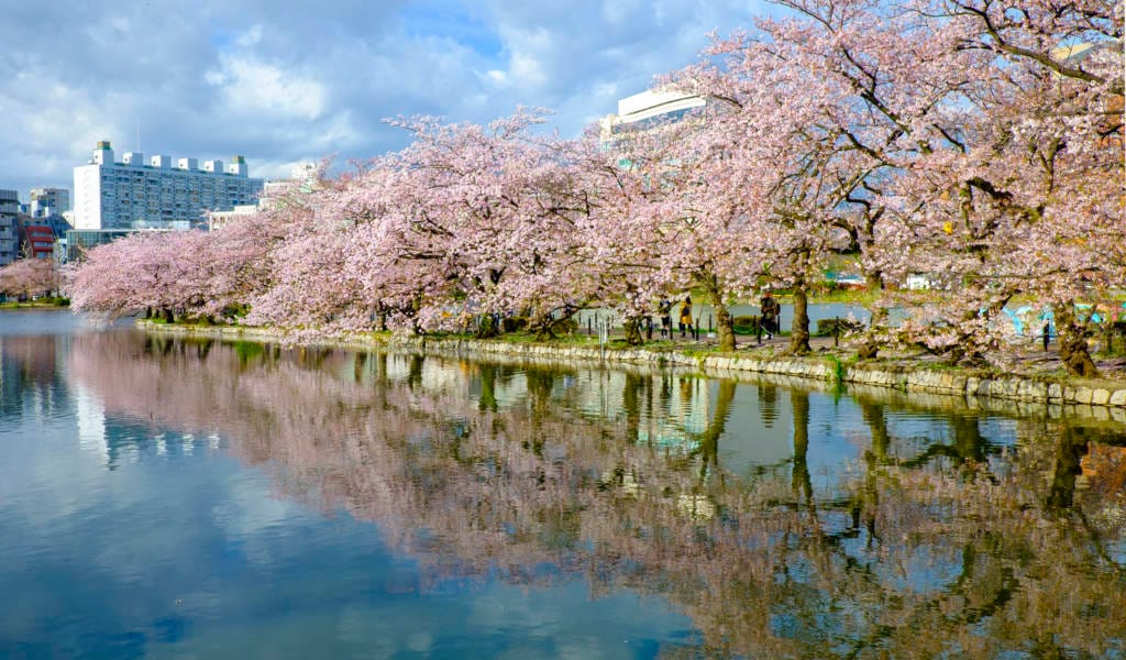 Cerisiers en fleurs à Ueno Parc Japon