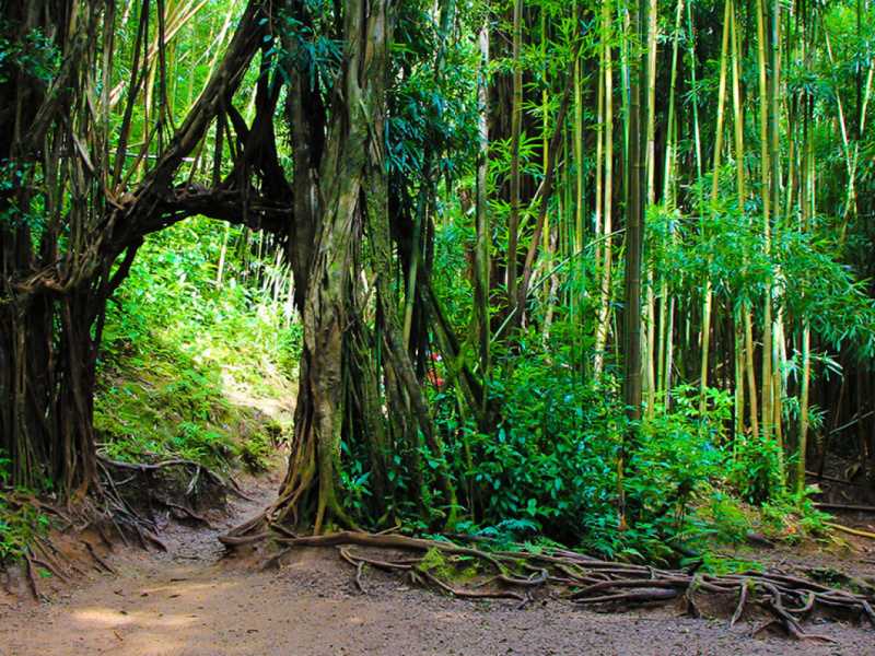 manoa-falls-randonnée