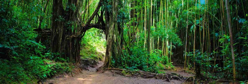 manoa-falls-vegetation