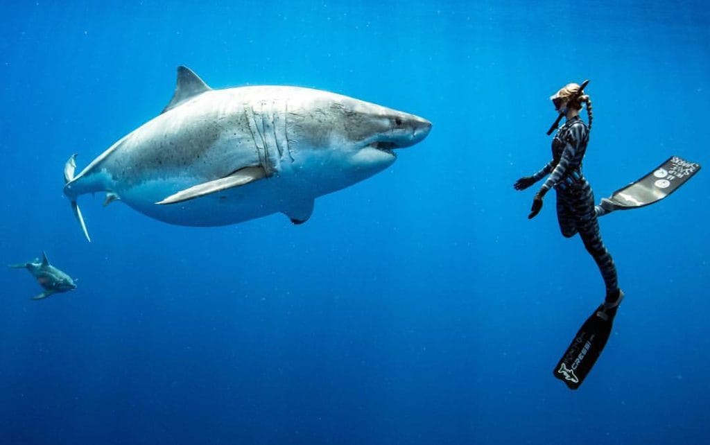 nager avec les requins à Oahu Hawai en apnée