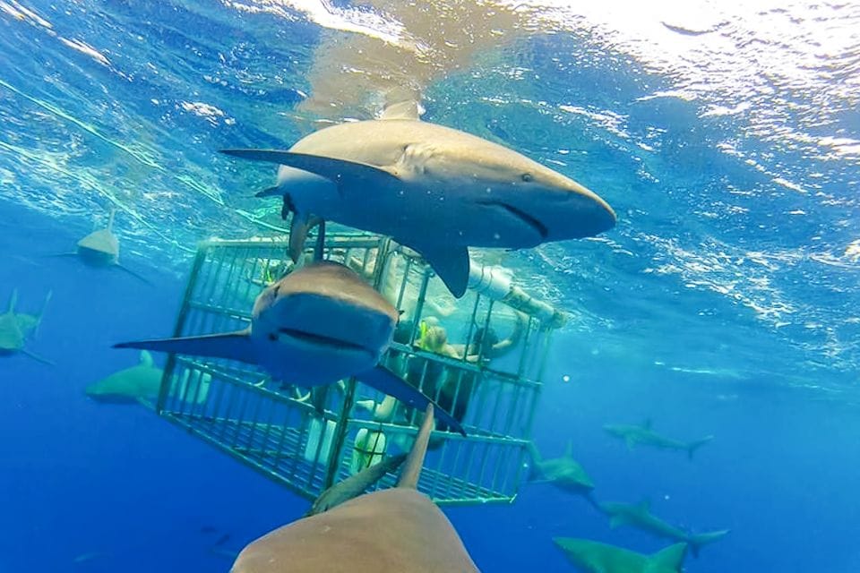nager avec les requins à Oahu