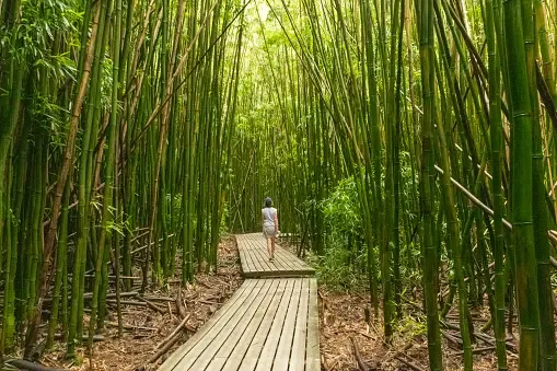 Hana Highway forêt de bambous