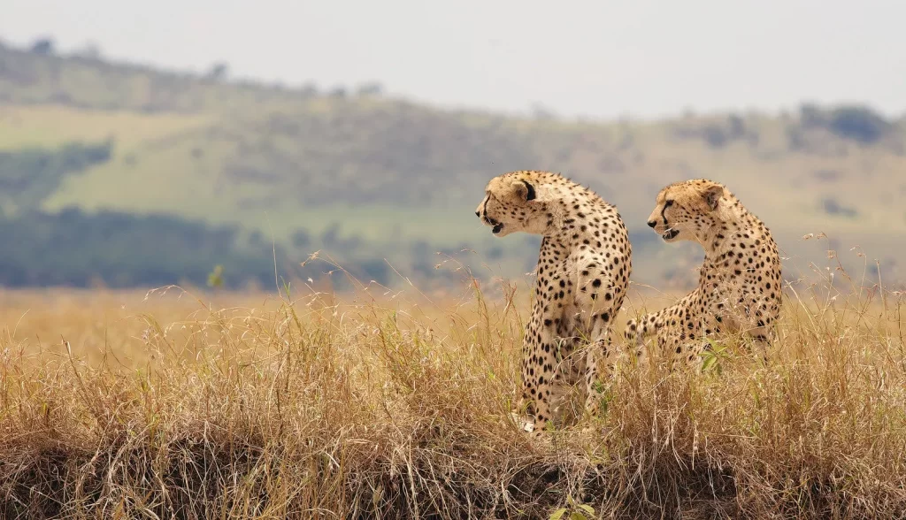 deux guépards safari afrique du sud
