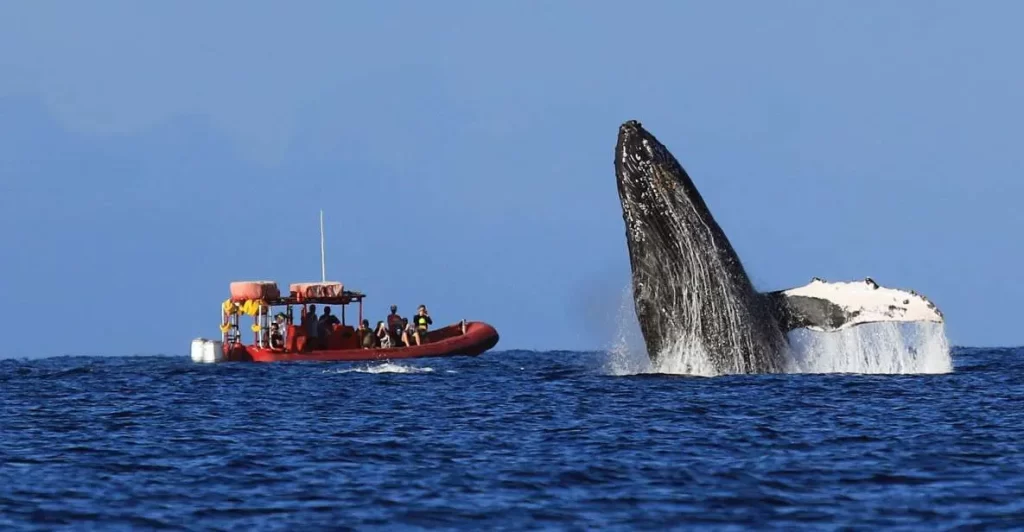 observation des baleines a bosses a maui hawai
