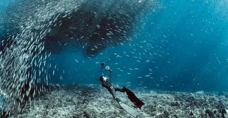 Guide de voyage pour l'île de Cebu aux Philippines 7 plongée avec des bans de sardines à Cebu