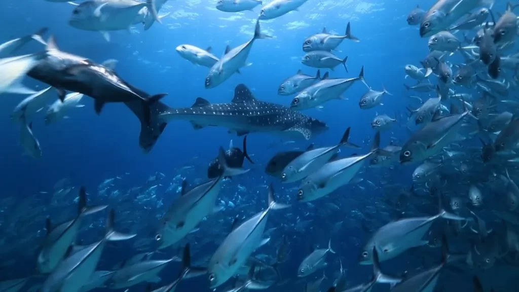 Où nager avec des requins baleines aux Philippines ? 5 Plongée à Tubbataha Reefs Natural Park Philippines