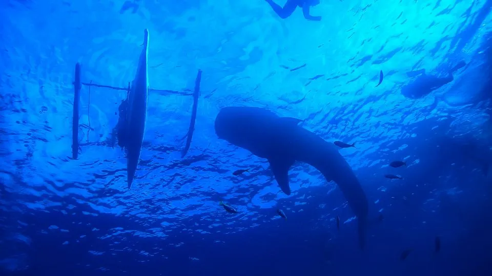 Où nager avec des requins baleines aux Philippines ? 2 meilleurs sites pour plonger avec des requins baleines aux philippines