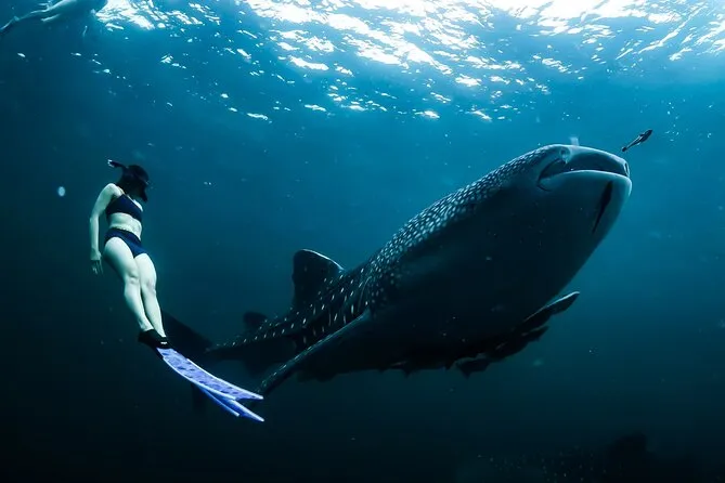 Où nager avec des requins baleines aux Philippines ? 3 requins baleines aux philippines en apnée