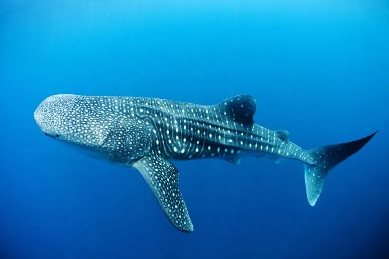Où nager avec des requins baleines aux Philippines ? 4 requins baleines aux phlippines