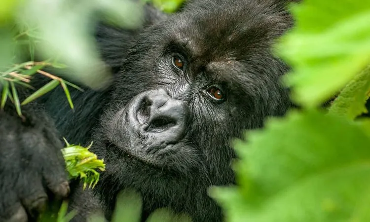 Safari en Ouganda : À la rencontre des Gorilles et Big Five et paysages éblouissants 2 Gorilles en safari en Ouganda