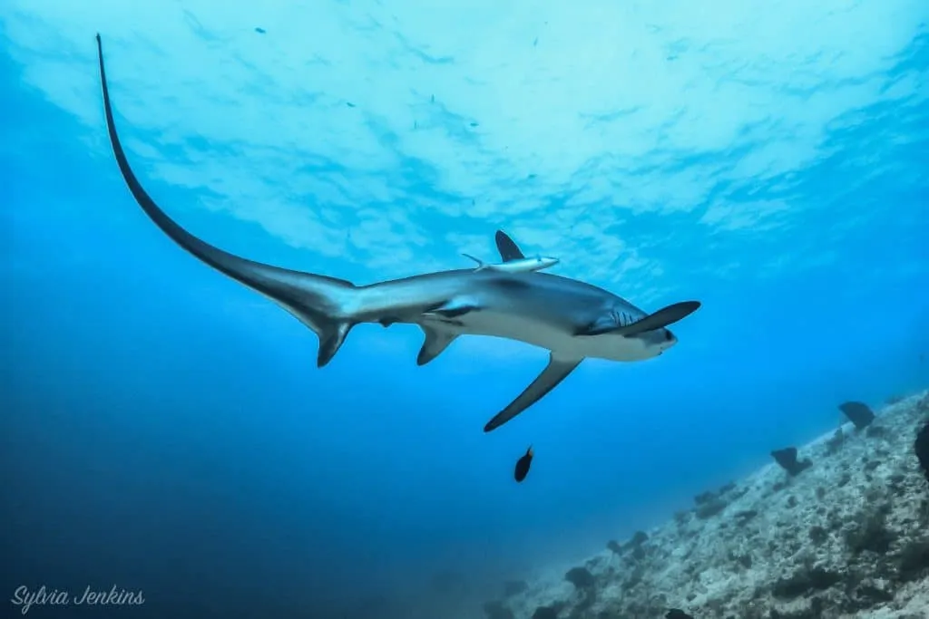 Les meilleurs spots de plongée aux Philippines : Une aventure sous-marine inoubliable 3 Malapascua plongée Philippines
