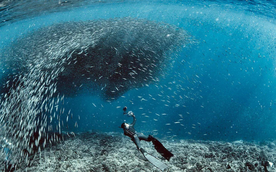 Les meilleurs spots de plongée aux Philippines : Une aventure sous-marine inoubliable 5 Moalboal – Le spectacle de la Sardine Run