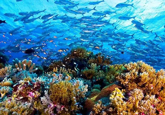 Les meilleurs spots de plongée aux Philippines : Une aventure sous-marine inoubliable 2 Tubbataha Reefs plongée philippines