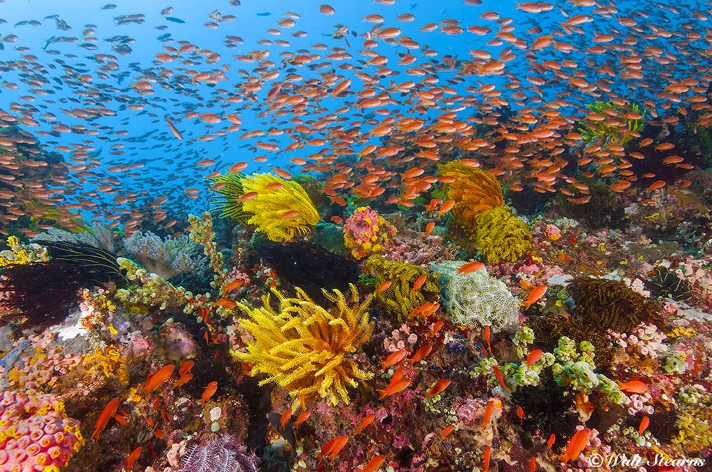 Les meilleurs spots de plongée aux Philippines : Une aventure sous-marine inoubliable 6 philippines anilao