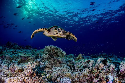 Les meilleurs spots de plongée aux Philippines : Une aventure sous-marine inoubliable 4 plongée apo reef philippines
