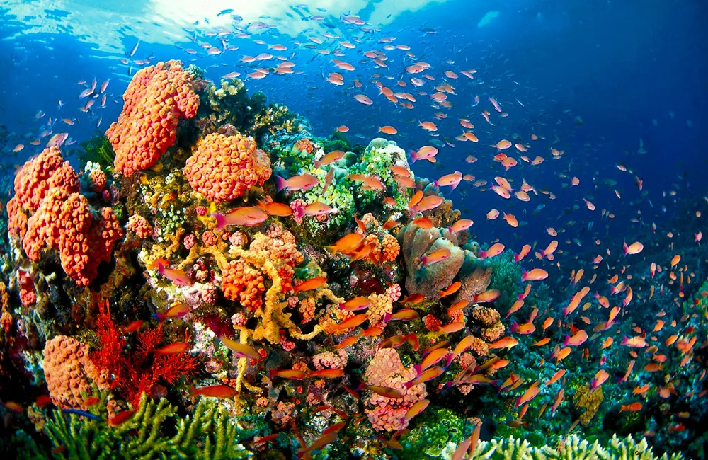 Les meilleurs spots de plongée aux Philippines : Une aventure sous-marine inoubliable 8 puerto galera plongée philippines