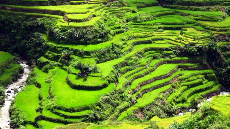 Quand partir aux Philippines : la meilleure période pour voyager 6 rizieres-de-banaue-philippines