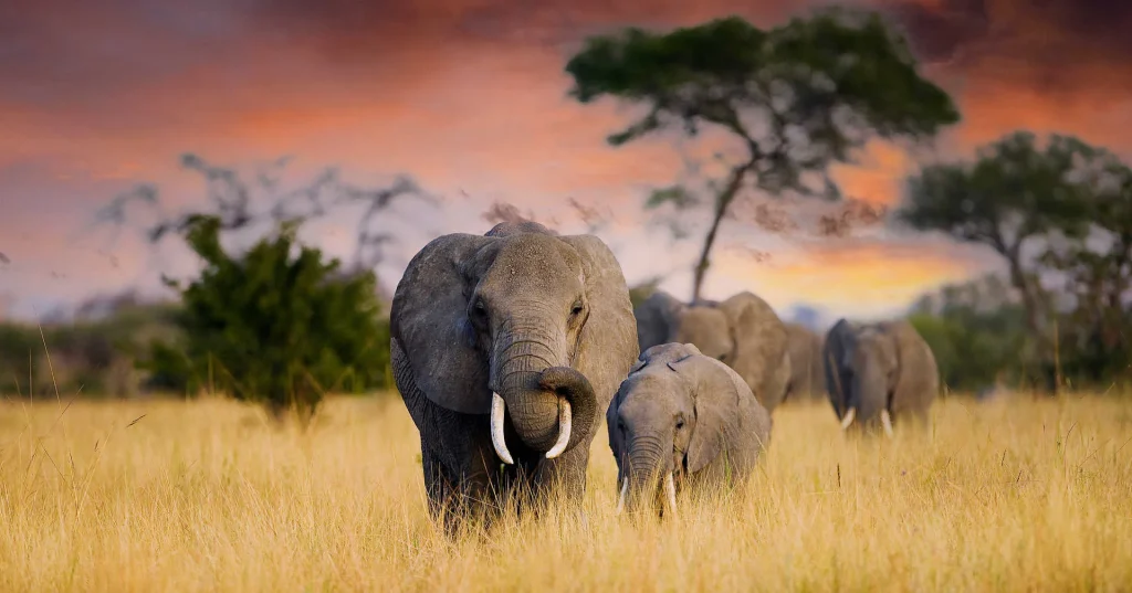 Safari en Ouganda : À la rencontre des Gorilles et Big Five et paysages éblouissants 4 safari en Tanzanie