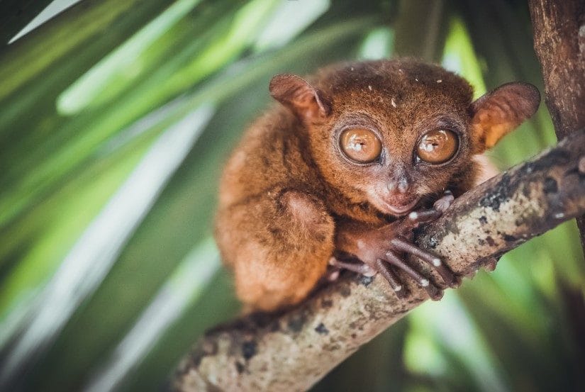 Itinéraire complet aux Philippines pour ne rien manquer ! 10 Tarsier sur Bohol aux Phillipines