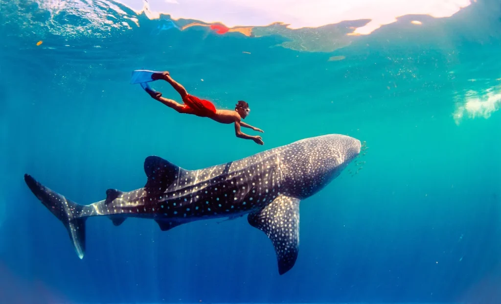 Itinéraire complet aux Philippines pour ne rien manquer ! 8 requin baleine a Cebu