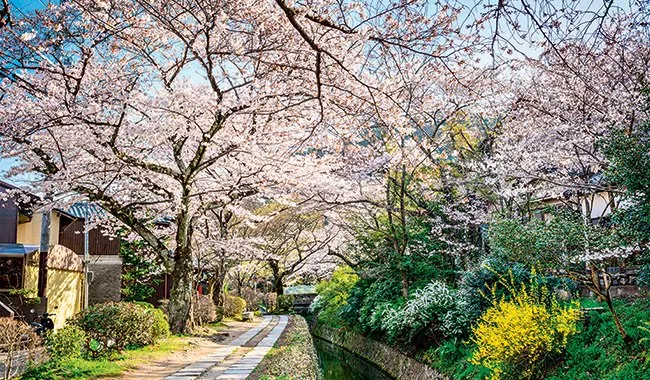 Chemin de la philosophie Kyoto