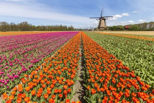 Champs de tulipes Pays Bas: Où voir les plus beaux ? 3 champs de tulipes pays bas