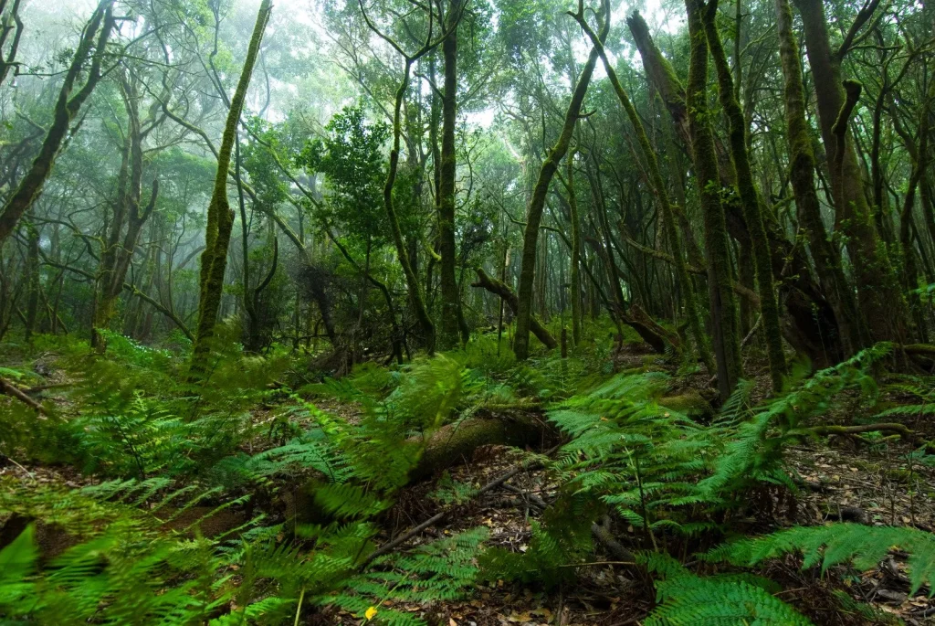 La Gomera, un trésor préservé aux Canaries 6 La Gomera paradis canaries