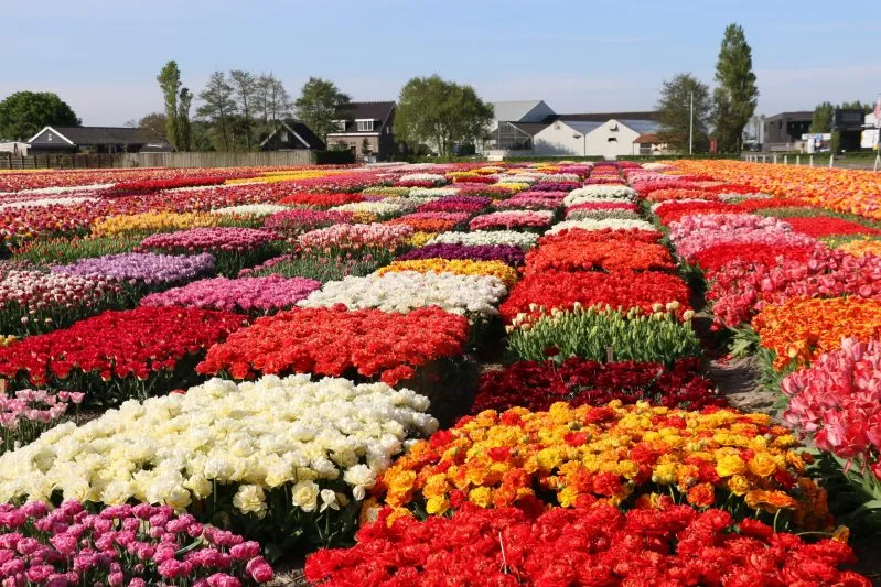Champs de tulipes Pays Bas: Où voir les plus beaux ? 7 Tulip Experience Amsterdam