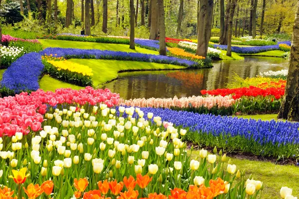Champs de tulipes Pays Bas: Où voir les plus beaux ? 5 parc de Keukenhof tulipes pays bas