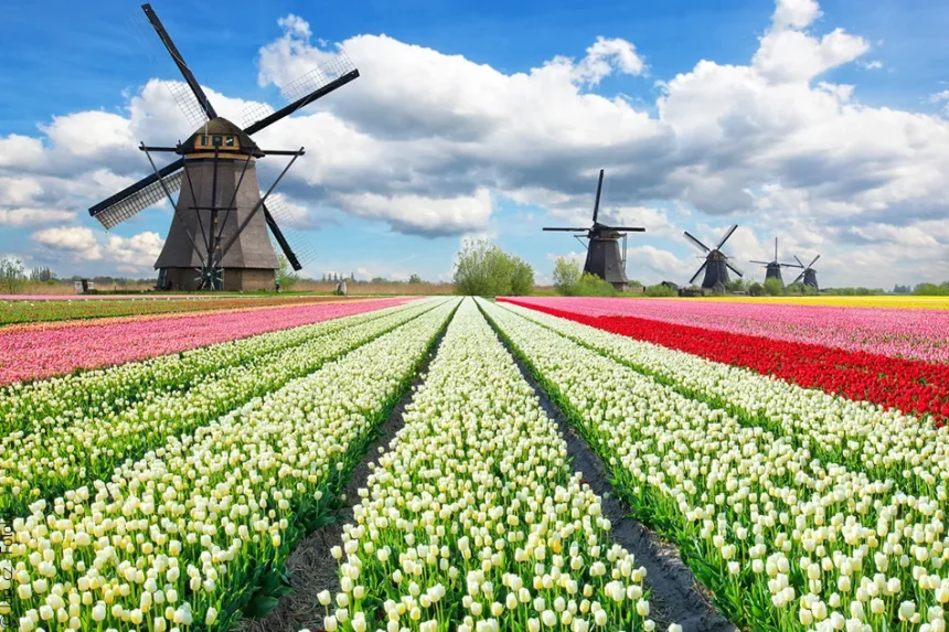 champs de tulipes pays bas ou voir les plus beaux