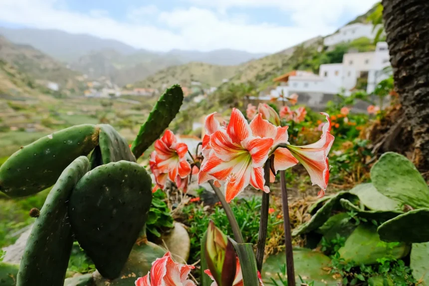 la gomera faune et flore UNESCO