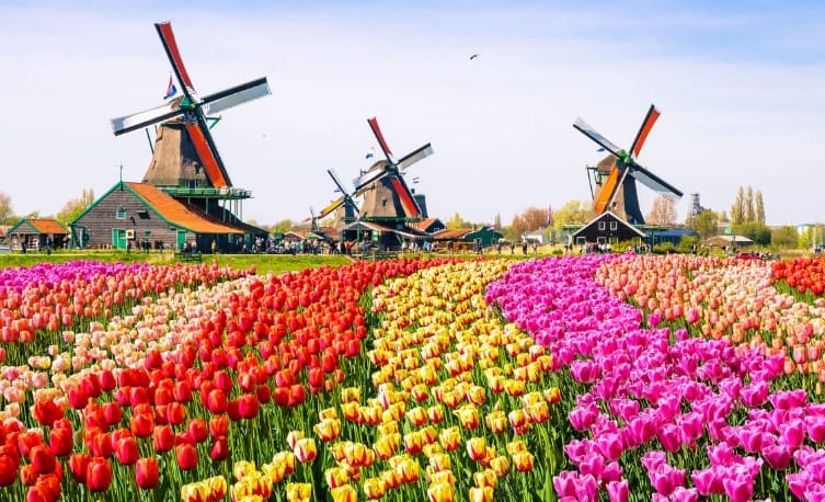 Champs de tulipes Pays Bas: Où voir les plus beaux ? 8 tulipes moulins Zaanse Schans
