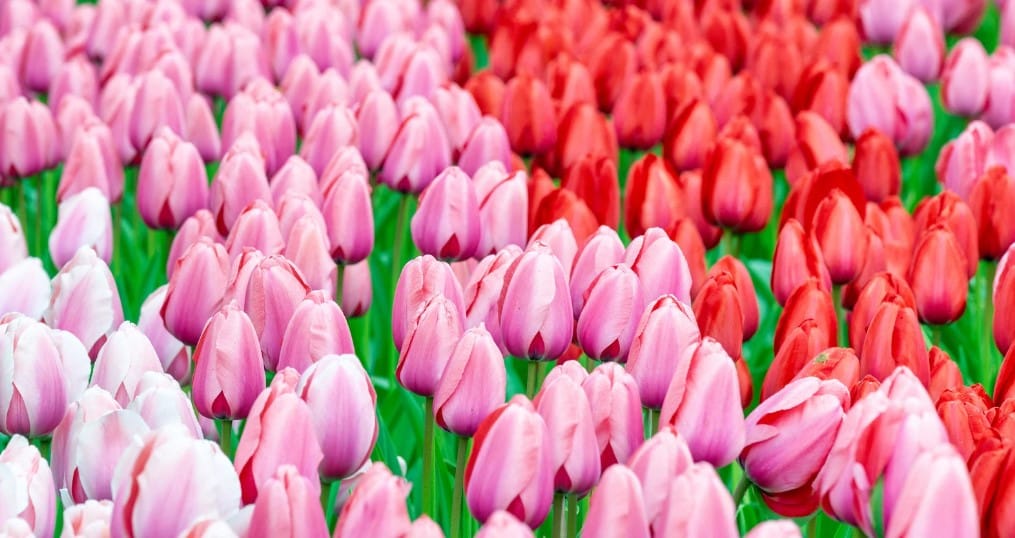 Champs de tulipes Pays Bas: Où voir les plus beaux ? 2 tulipes des pays bas