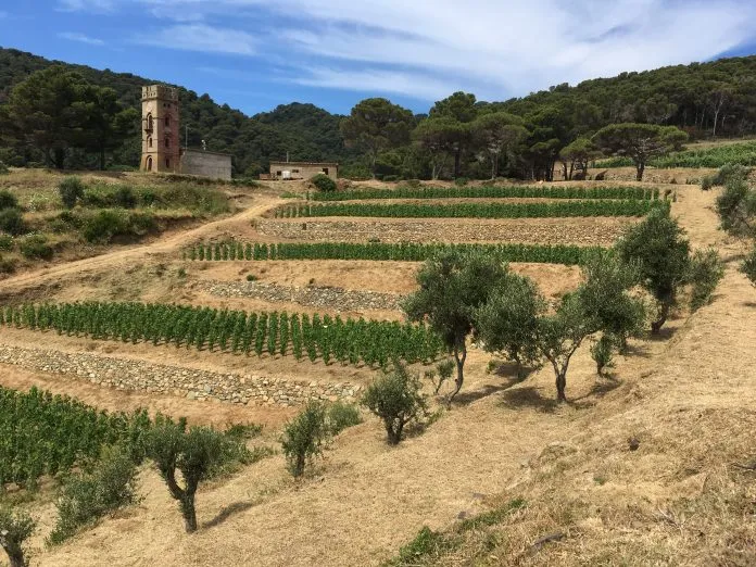 Insolite : l’île-prison de Gorgona en Italie 4 Gorgona, le vin des prisonniers