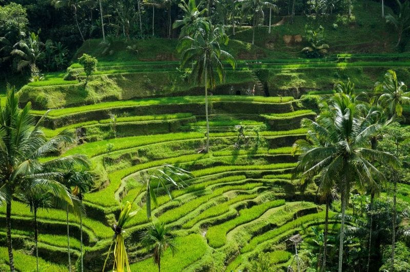 Agence de voyage Bali : la clé d’une lune de miel réussie 2 rizière à Ubud - Bali
