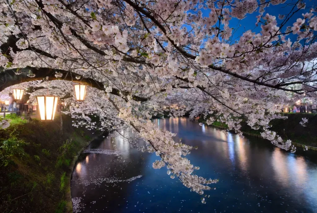 Yozakura : les cerisiers en fleurs la nuit au Japon (guide complet + meilleurs spots 2026) 3 Cerisiers Yozakura au Japon