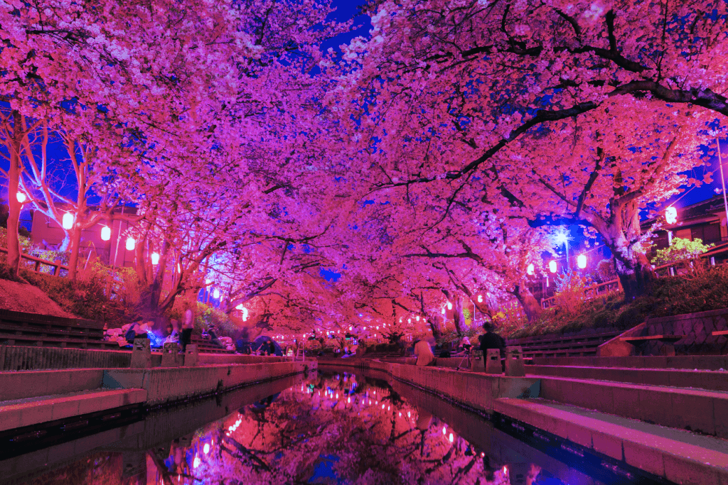 Yozakura : les cerisiers en fleurs la nuit au Japon (guide complet + meilleurs spots 2026) 4 Yozakura les cerisiers illuminés la nuit au Japon