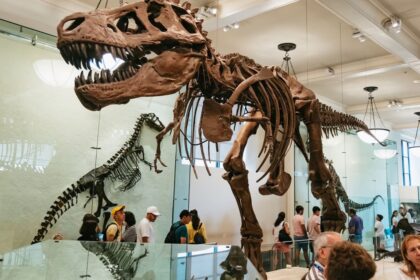 Le squelette de tyrannosaure dressé dans la salle des fossiles du musée américain d'histoire naturelle, entouré de visiteurs